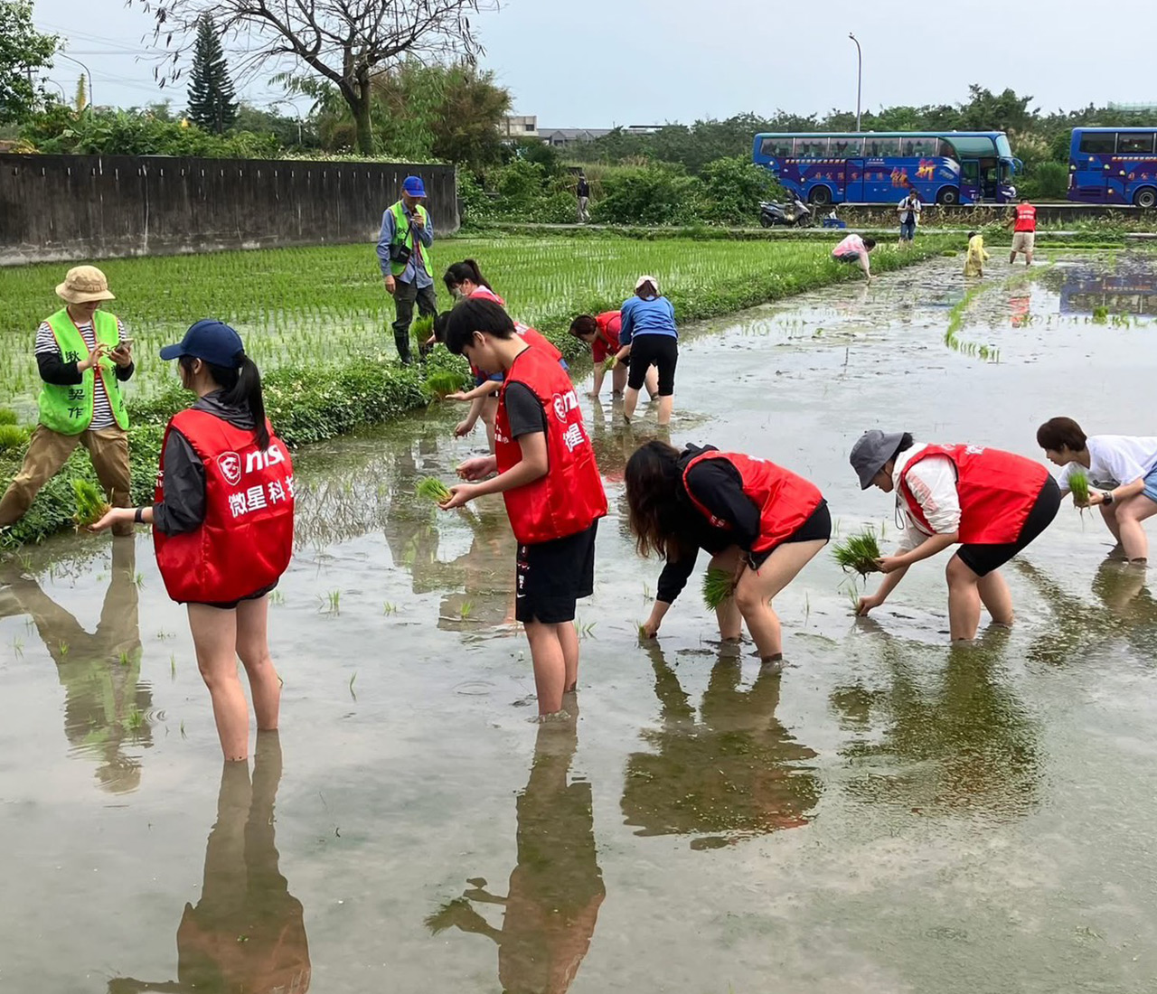 MSI 同仁捲起褲管下田插秧，親身實踐對綠色契作農法與在地農業的支持。