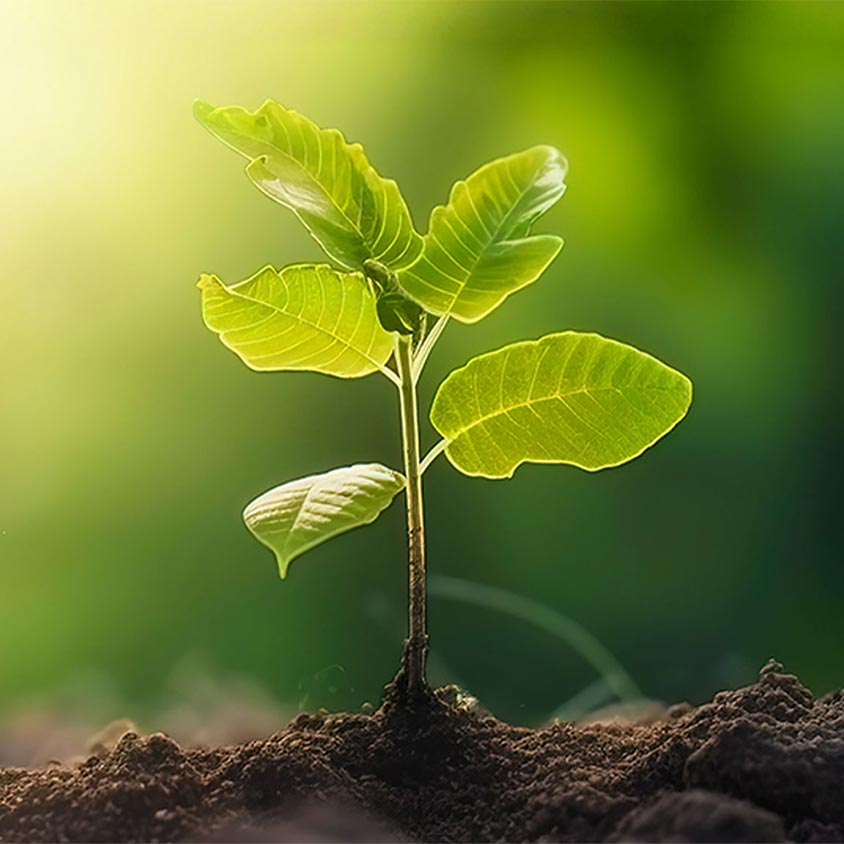 Sustainable environment with plants
